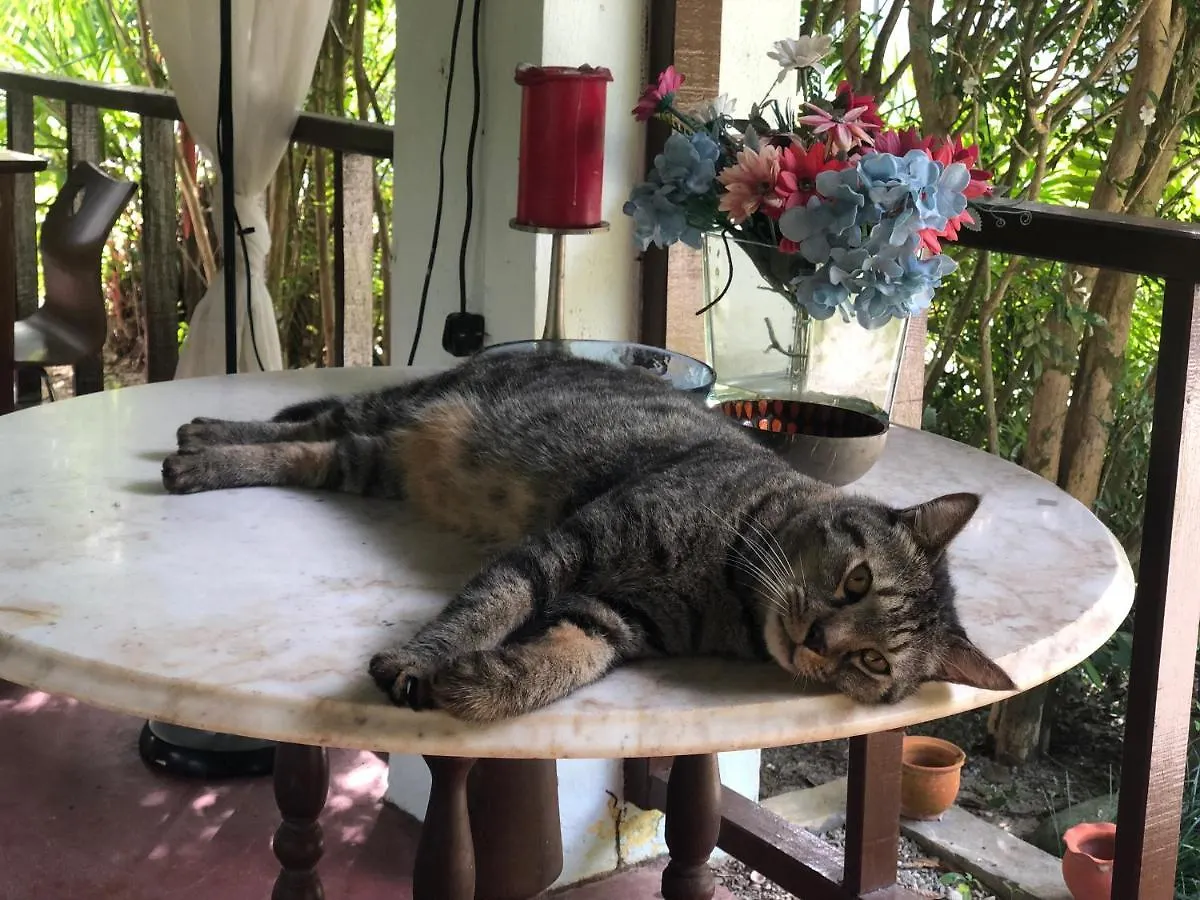 Pondok Keladi Langkawi Guesthouse Pantai Cenang  Pantai Cenang (Langkawi)